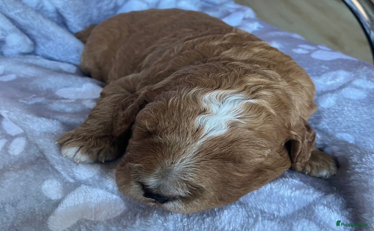 Australian Labradoodle honden - Advertentie 10