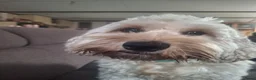Kruising honden te koop: Verwacht Cockapoo x Australian labradoodle - Advertentie 6