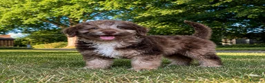 Labradoodle Puppy 6