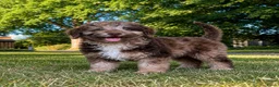 Labradoodle honden te koop: 2 prachtige Labradoodle puppy’s mogen nu verhuizen - Advertentie 15
