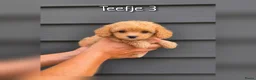 Cavapoo honden te koop: Prachtige Cavapoo pups beschikbaar  - Advertentie 3