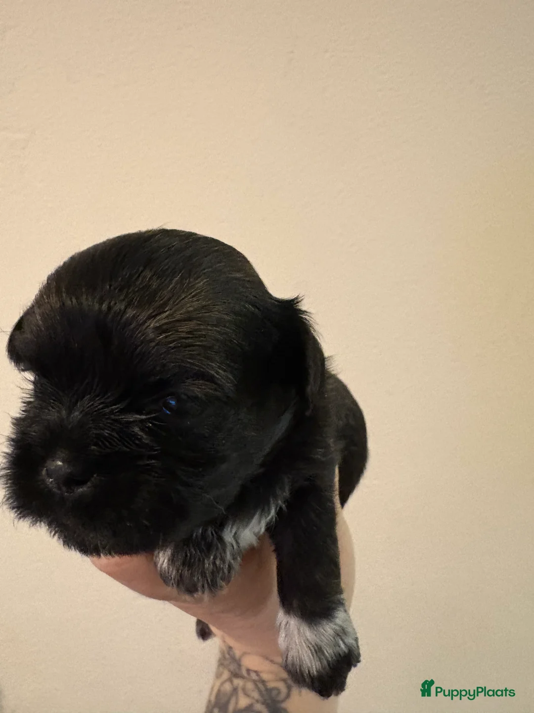 Shih Tzu honden te koop: Boomertjes - Advertentie 19