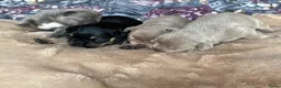 Franse Bulldog honden te koop: Mooi franse bulldog pups - Advertentie 21