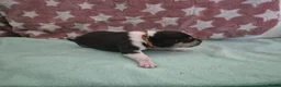 Schotse Herdershond korthaar honden te koop: Schotse herdershond korthaar  - Advertentie 5