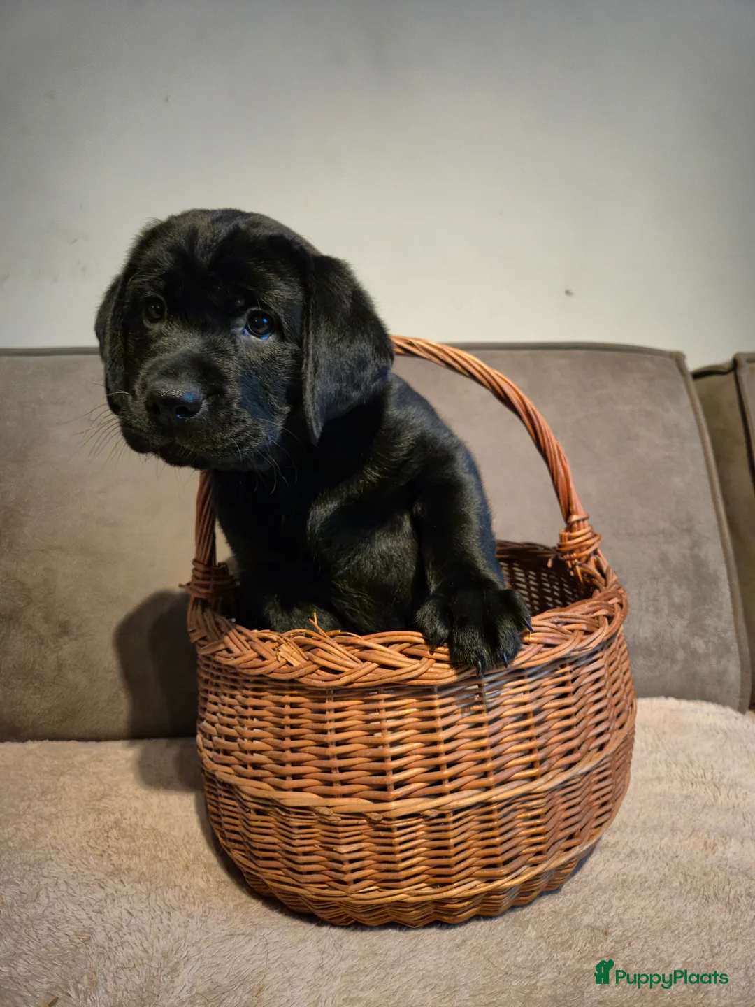 Labrador Retriever honden te koop: Labrador Retriever pup teefje - Advertentie 7