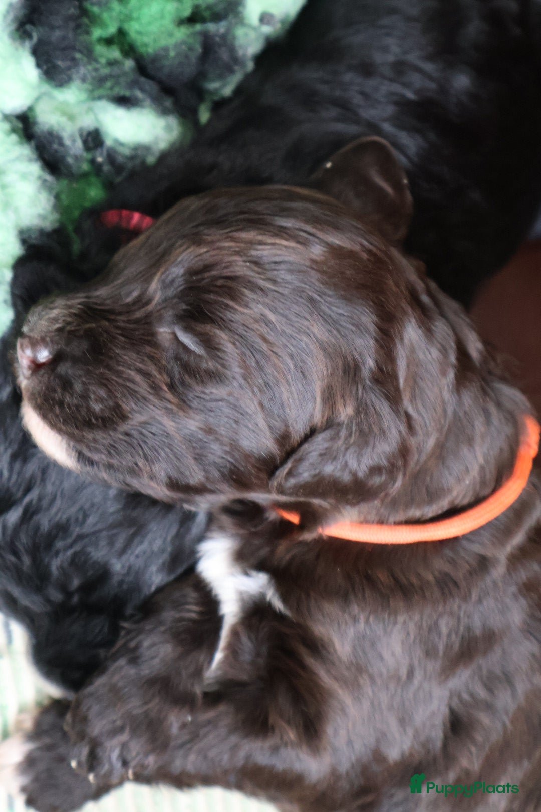 Barbet honden Hazel zoekt haar gouden mandje - Advertentie 2