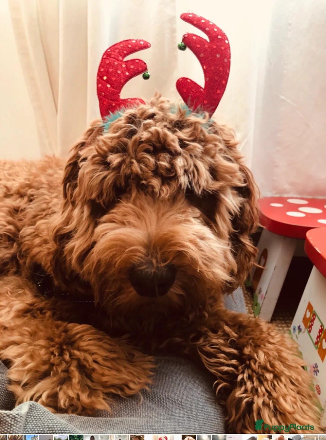 Labradoodle honden ter dekking: KNAPPE AUSTRALIAN LABRADOODLE DEKREU in Breda - Advertentie 6