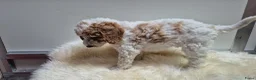 Cockapoo honden te koop: Cockapoo teefje en reutje - Advertentie 6