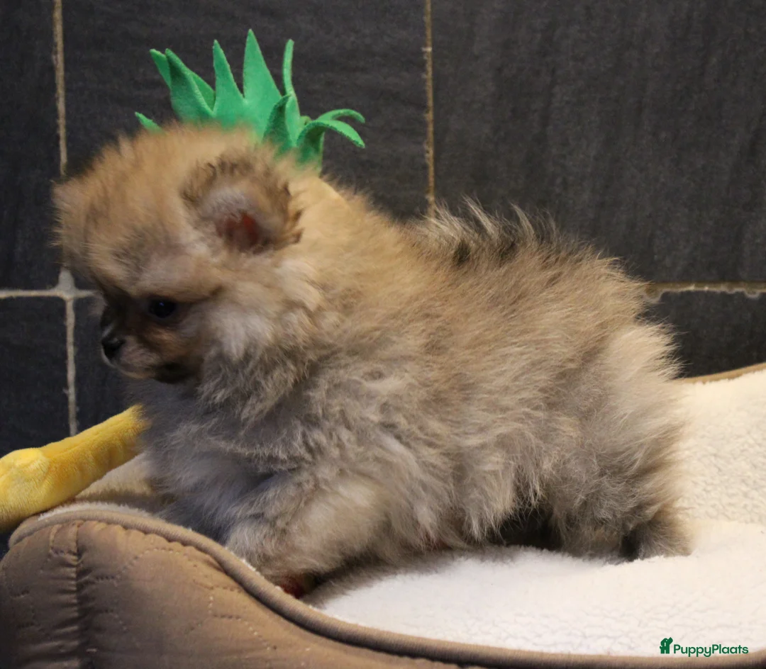 Pomeriaan honden te koop: Pomeriaan pups - Advertentie 8