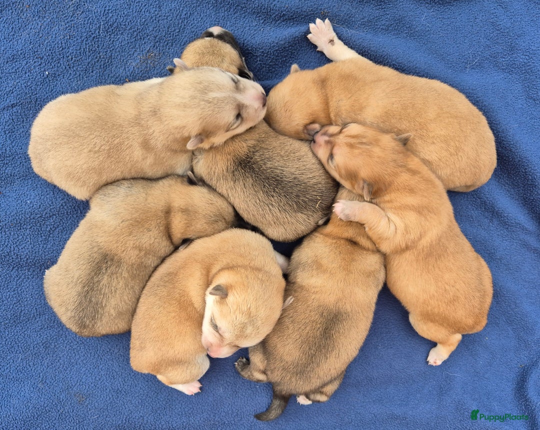 Kruising honden te koop: Pomsky x Shiba inu pups - Advertentie 19