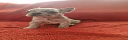 Franse Bulldog honden te koop: Prachtige Franse buldogs  - Advertentie 10