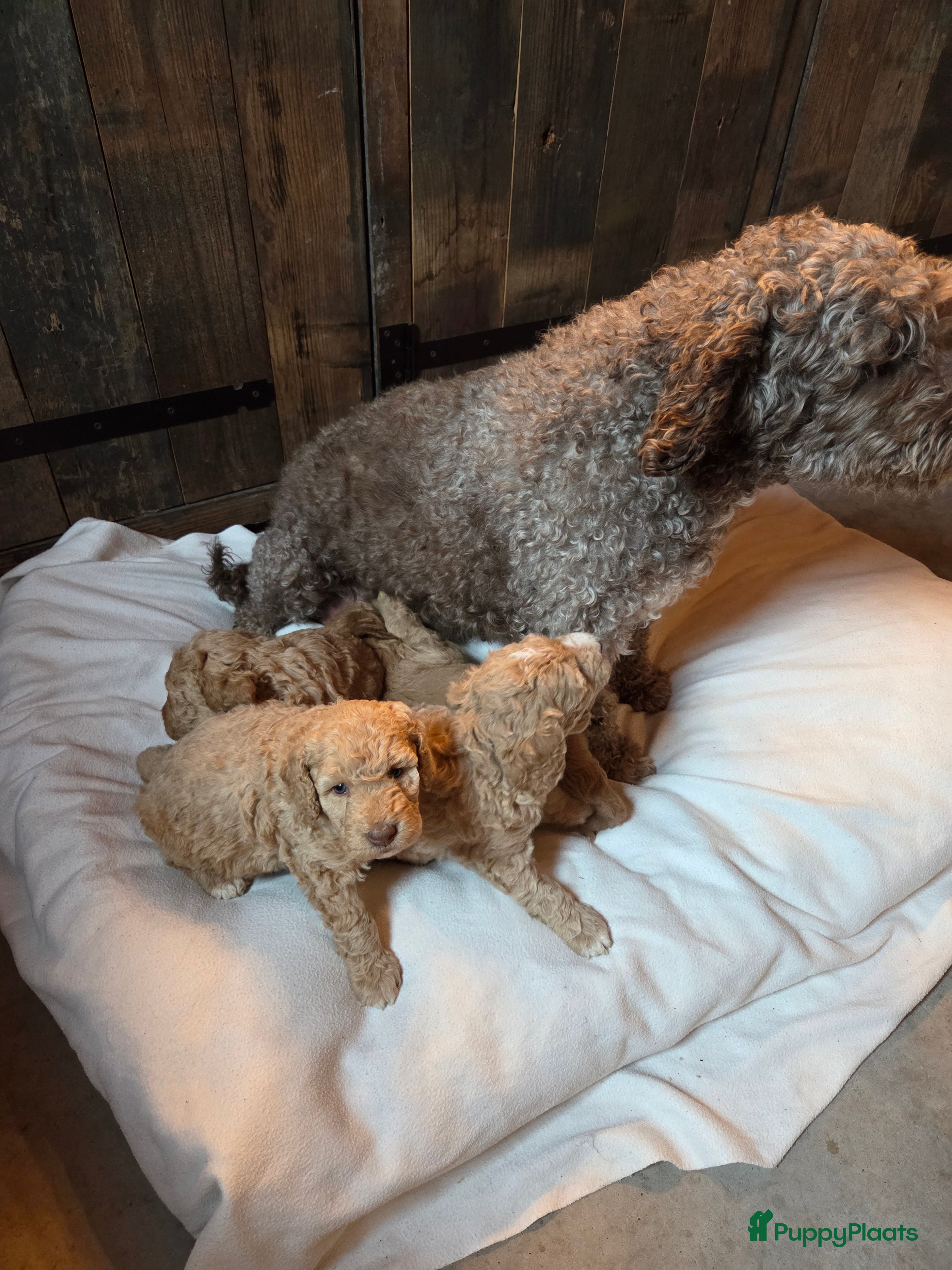 Kruising honden Spaanse waterhond x Australian Labradoodle - Advertentie 3