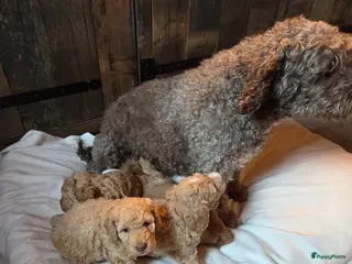 Kruising honden Spaanse waterhond x Australian Labradoodle - Advertentie 3