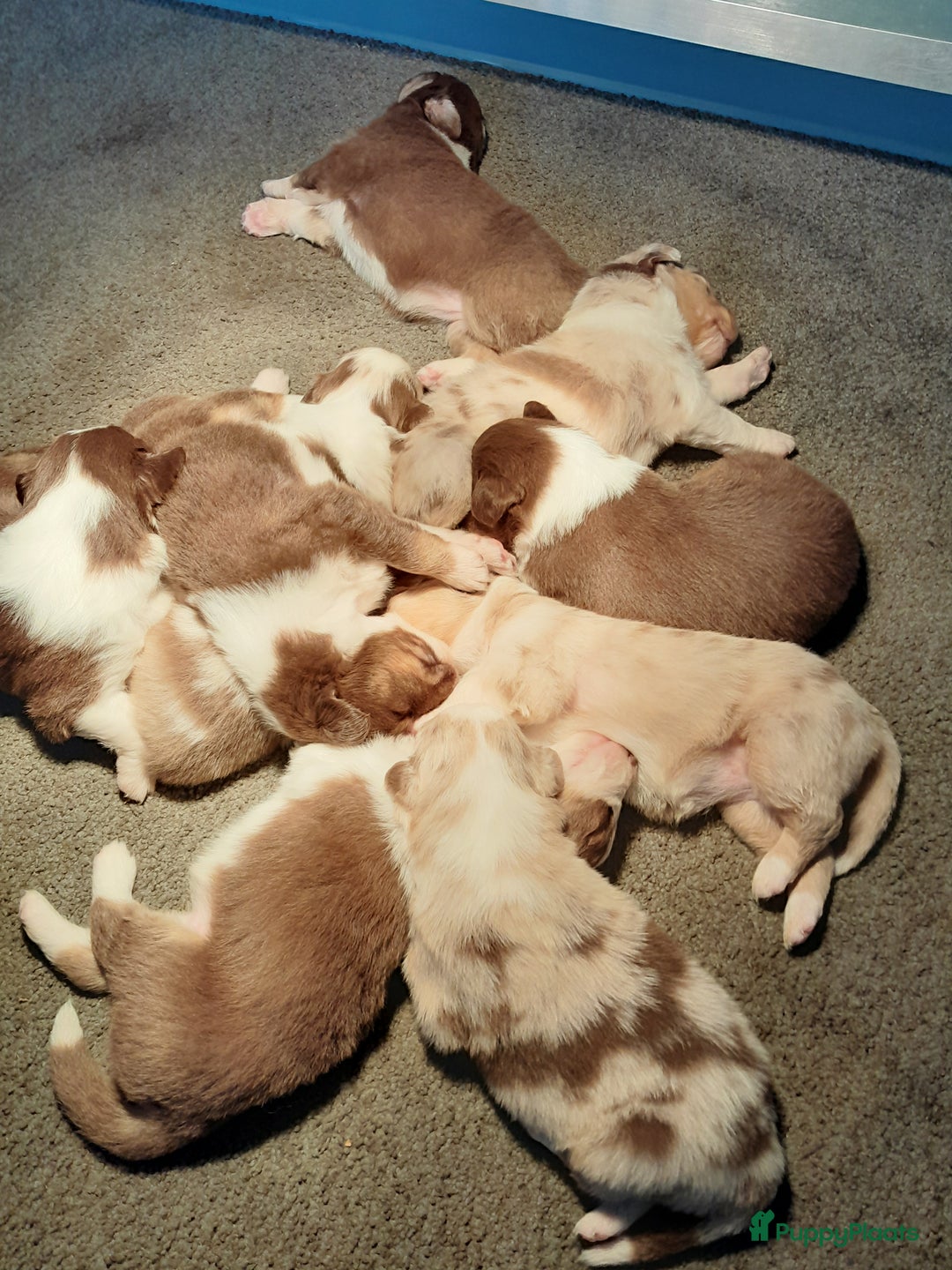 Australian Shepherd honden te koop: Lieve raszuivere australian shepherd pups  - Advertentie 9