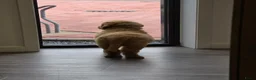 Labradoodle honden te koop: Hele mooie medium doodle half Australian bloed🩵🤩 - Advertentie 3