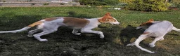 Barsoi honden te koop: AKSANA, Borzoi-teef uit FCI-kennel zoekt thuis - Advertentie 6