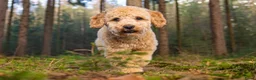 Labradoodle honden te koop: Mini labradoodle  - Advertentie 16