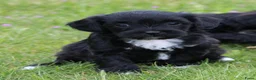 Kruising honden te koop: Boompoo pups - Advertentie 3