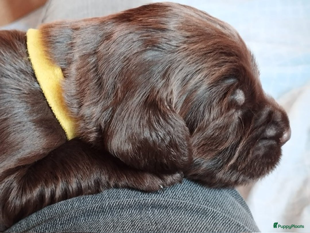 Duitse Staande Hond Langhaar honden te koop: Duitse staande langhaar pups  in Maastricht - Afbeelding 10