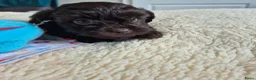 Kruising honden te koop: Lieve mini boompoo  - Advertentie 14