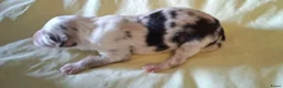 Australian Shepherd honden te koop: Australian Shepherd pups beschikbaar - Advertentie 9