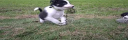 Border Collie honden te koop: Border collie puppy's in Oude Pekela - Advertentie 33