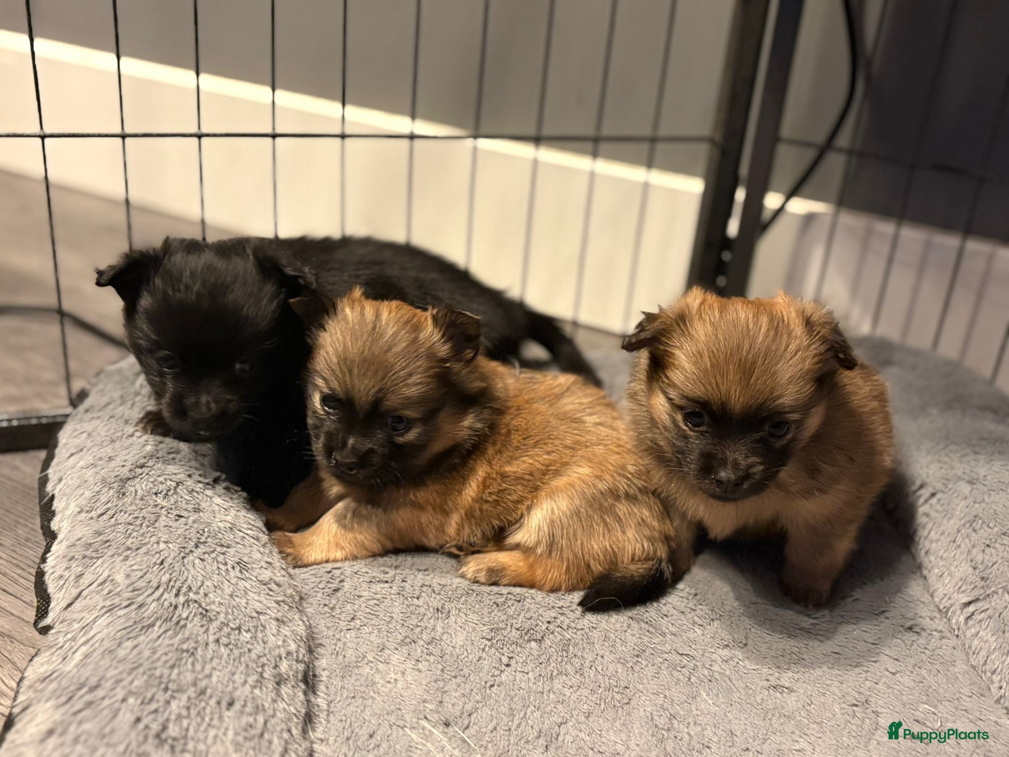 Pomeriaan honden Pomeriaan/keeshons pups - Advertentie 1