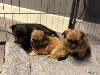 Pomeriaan honden Pomeriaan/keeshons pups - Advertentie 1