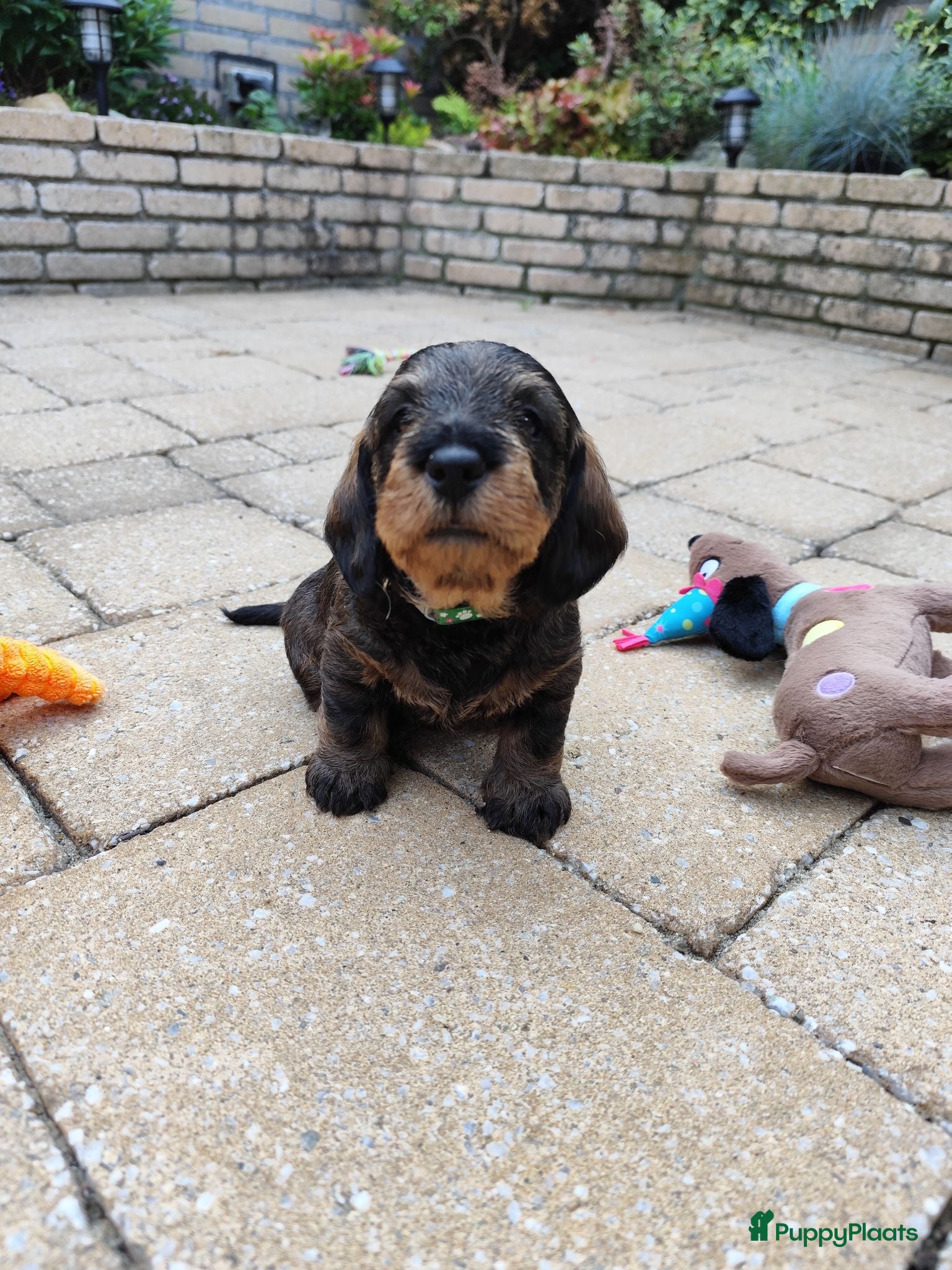 Ruwhaar Teckel honden Prachtige lieve ruwharige standaard teckel pups - Advertentie 1