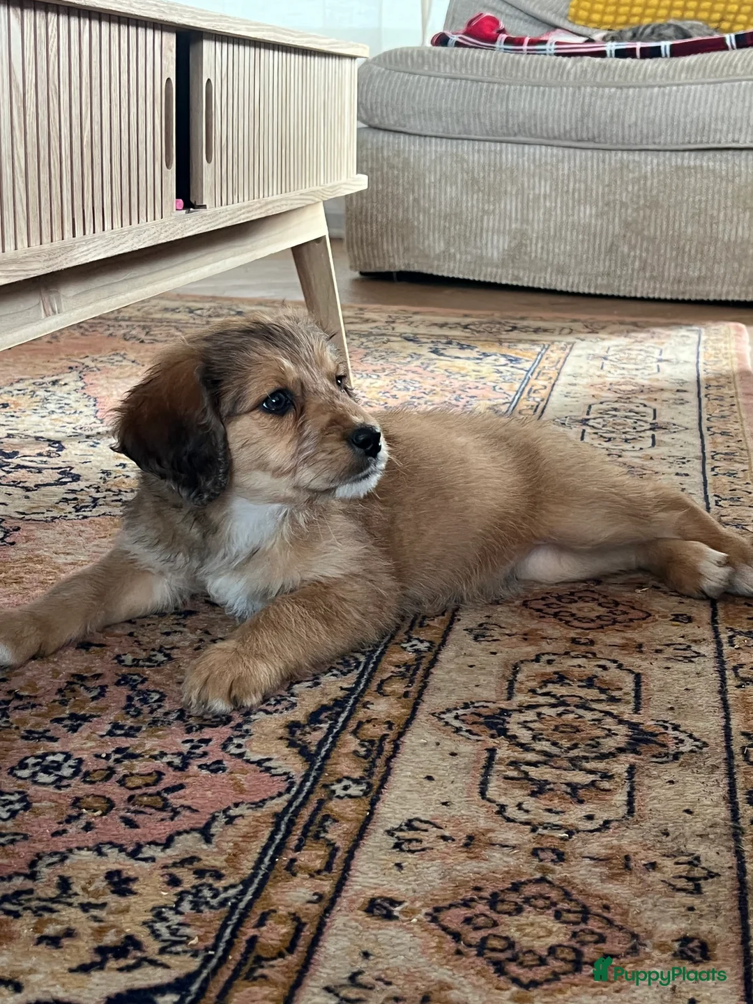 Kruising honden te koop: Prachtige aussidoodle pups - Advertentie 8