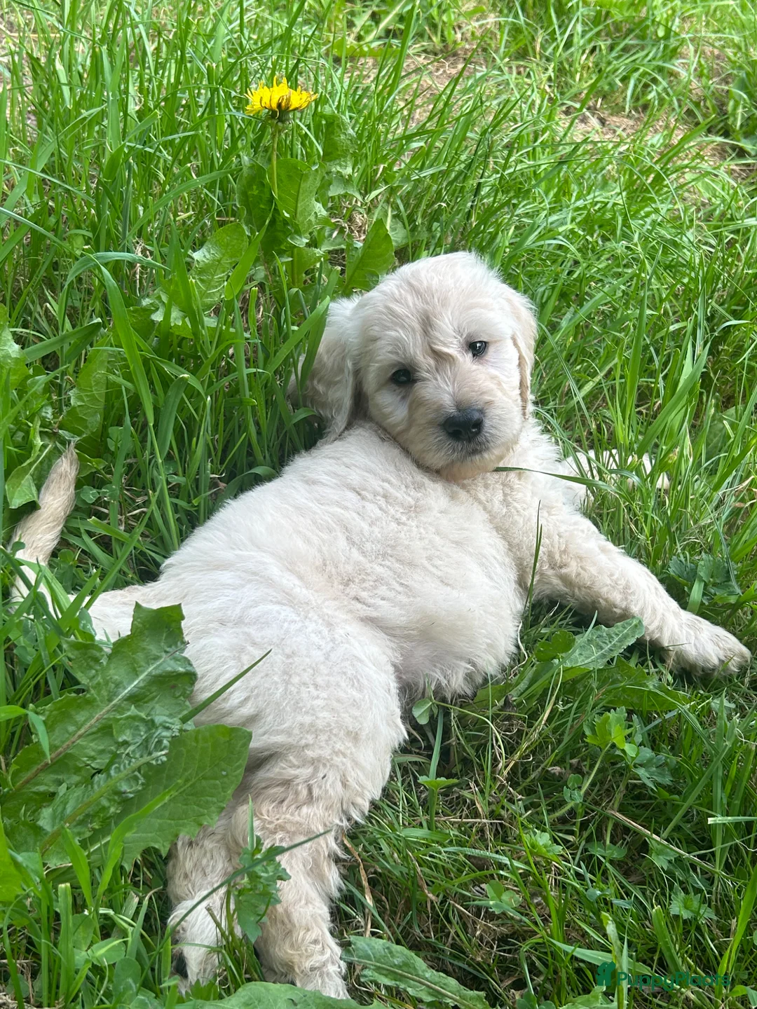 Goldendoodle honden te koop: goldendoodle pups  - Advertentie 1
