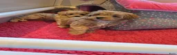 Maltipoo honden te koop: Mooie Lieve Maltipoo Maltezer / toypoedel pup - Advertentie 33