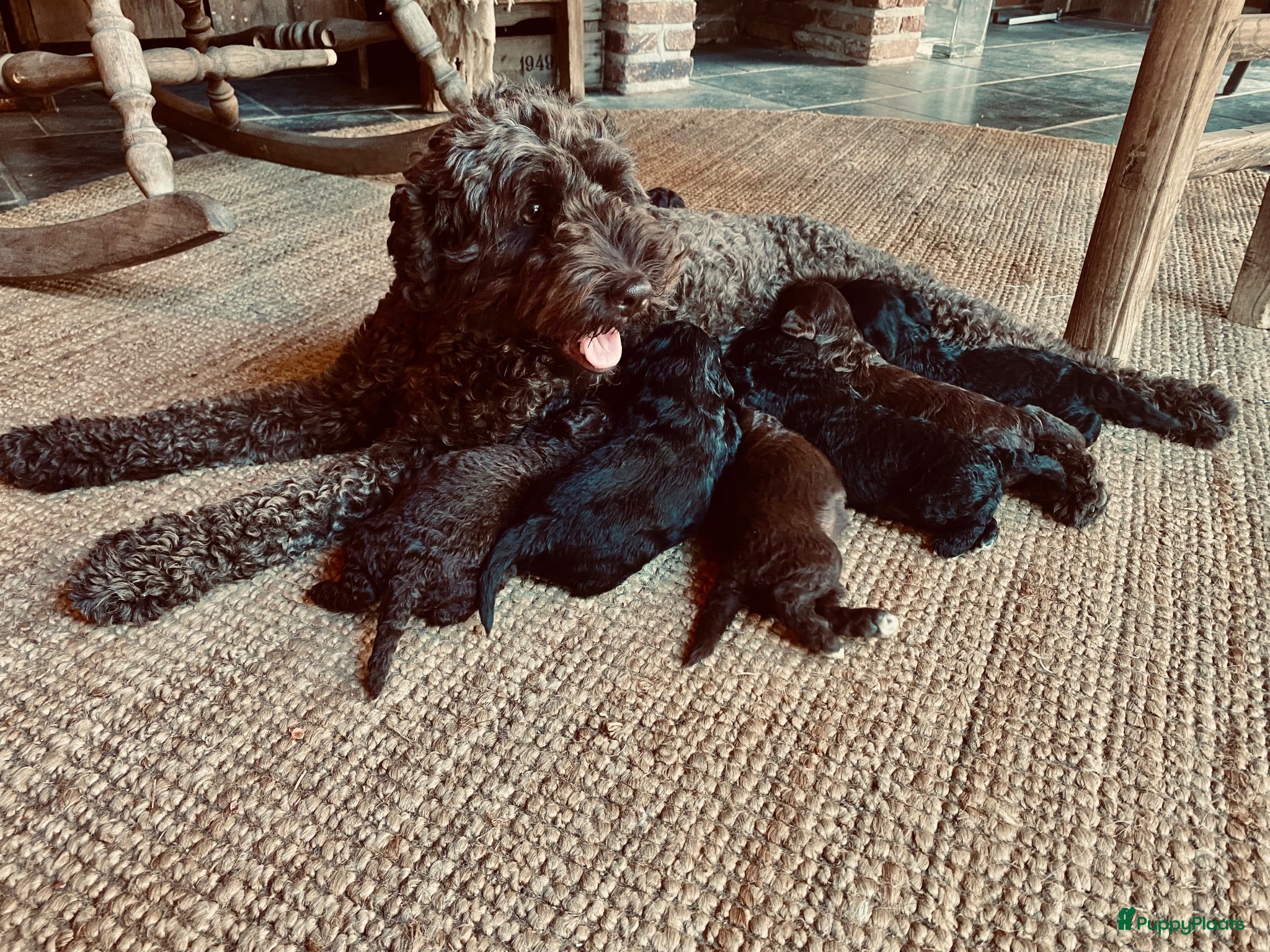 Kruising honden ALF 3! MINI labradoodle pups 🤎🖤 - Advertentie 2