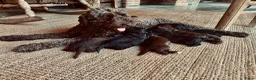 Kruising honden te koop: MINI x Medium labradoodle pups 🤎🖤 - Advertentie 7