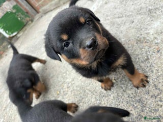 Rottweiler honden - Advertentie 23