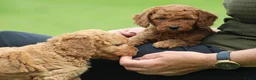 Cockapoo honden te koop: Knappe Cockapoo pups. - Advertentie 24