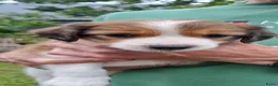 Kooikerhondje honden te koop: Kooiker pups met stamboom - Advertentie 18
