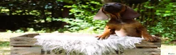 Kruising honden te koop: Bayerische gebirgssweishund - Advertentie 17