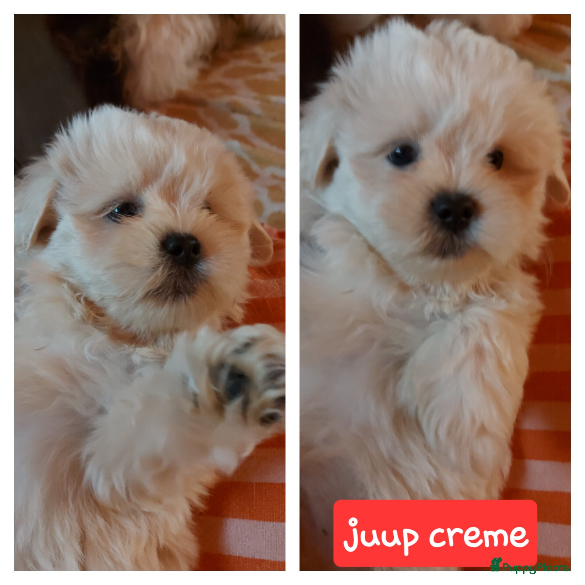 Kruising honden Boomer pups bijna 8 weken oud - Advertentie 1