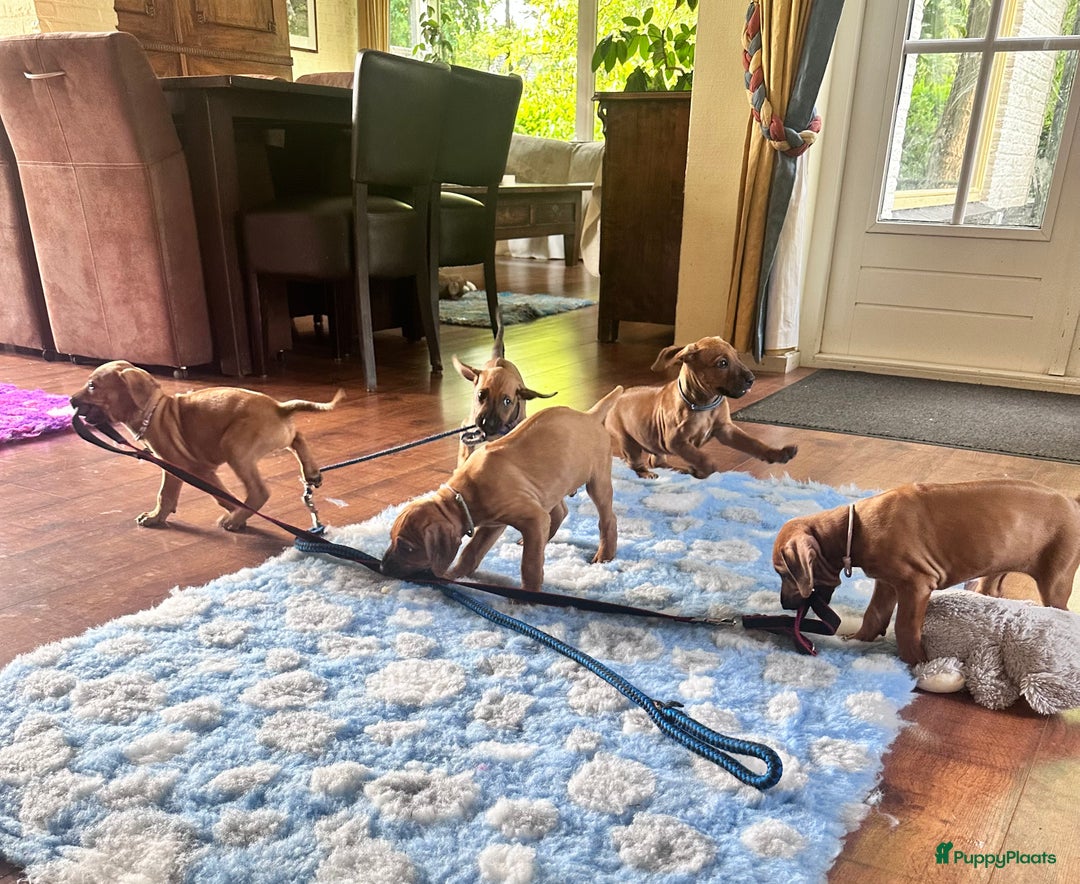 Rhodesian Ridgeback honden te koop: Prachtige en perfecte Rhodesian Ridgeback pups in Oosterbeek - Afbeelding 13