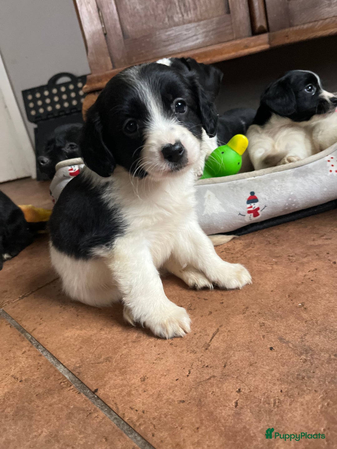 Kruising honden te koop: Super lieve kruising Markiesje pups! - Advertentie 2