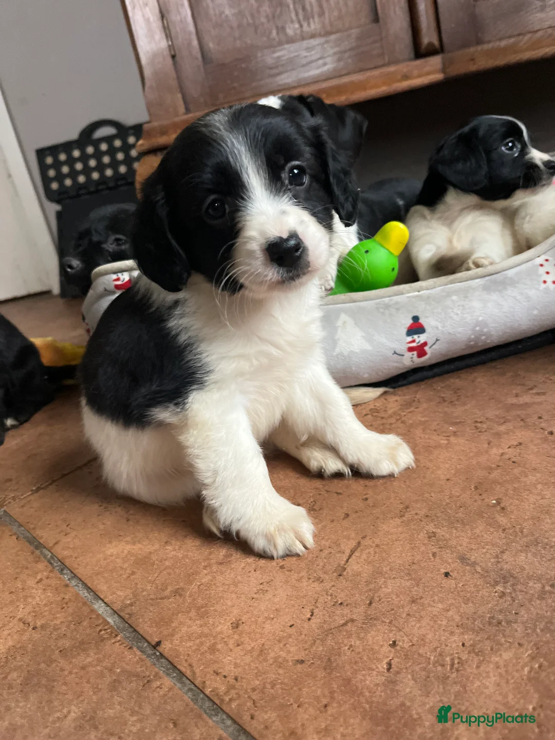Kruising honden te koop: Super lieve kruising Markiesje pups! - Advertentie 5