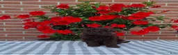 Poedel Toy honden te koop: schitterende donkerbruine toypoedel pups - Advertentie 9