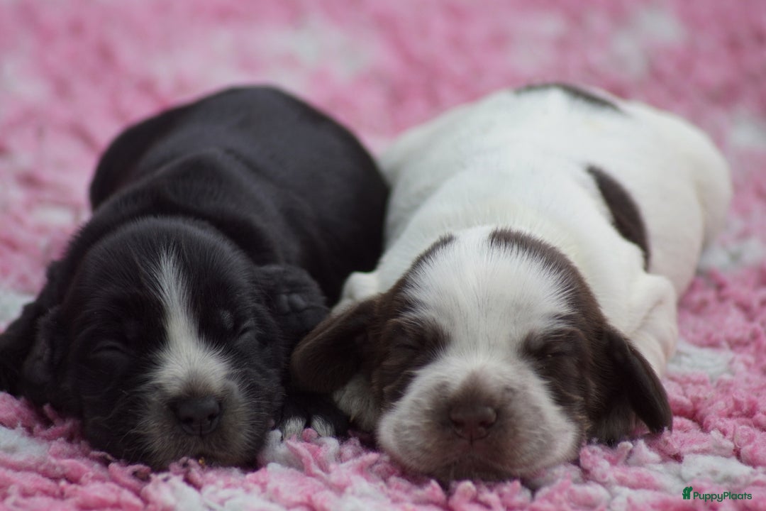 Engelse Cocker Spaniel honden te koop: Engelse Cocker Spaniel Pups met Stamboom  - Afbeelding 12