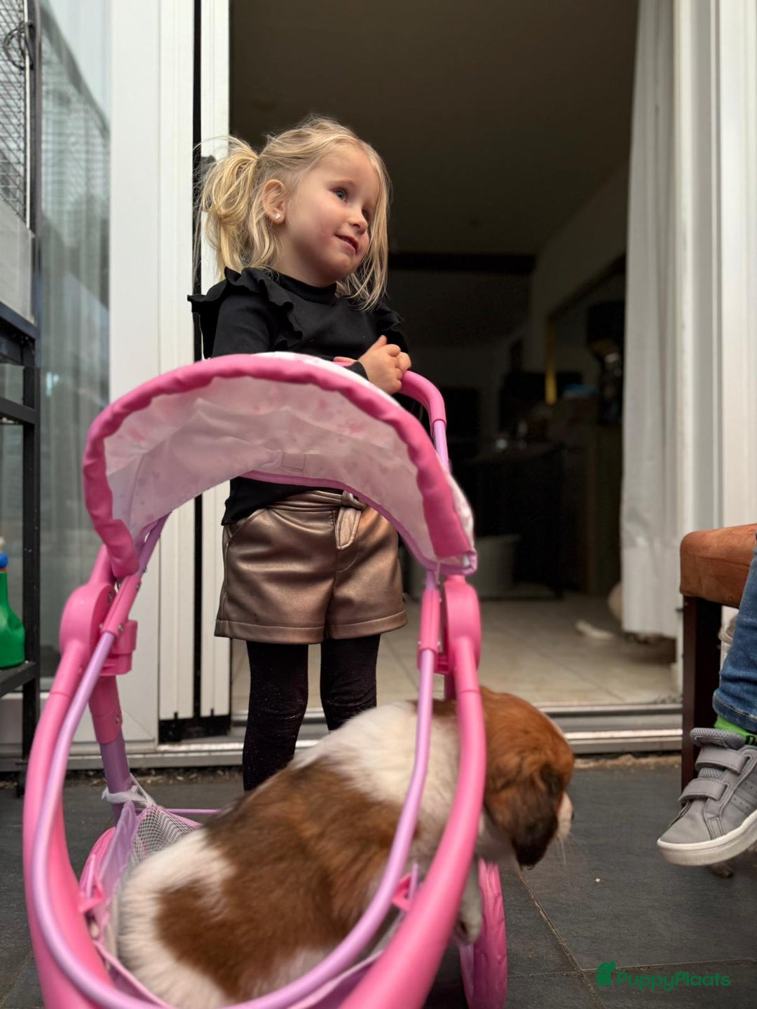 Kooikerhondje honden te koop: Schitterende kooikerhondje pups  - Advertentie 15