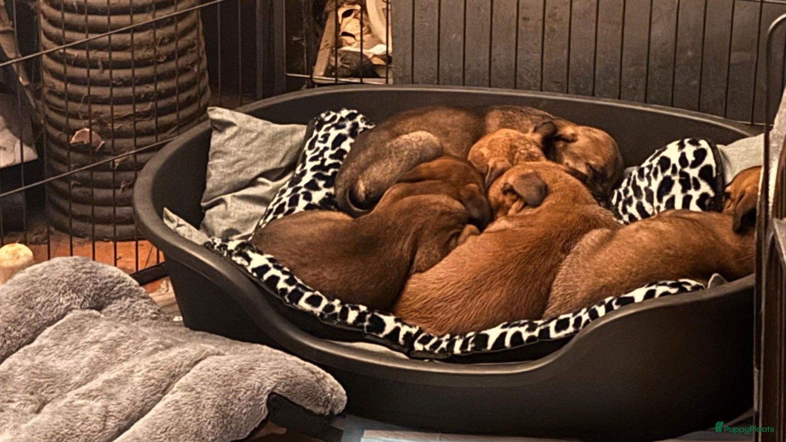 Kruising honden Mechelse herder × Ridgeback Mechelse herder - Advertentie 1