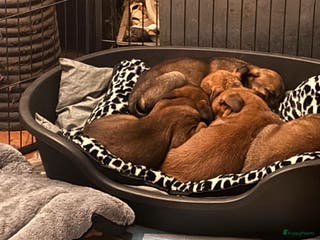 Kruising honden Mechelse herder × Ridgeback Mechelse herder - Advertentie 1