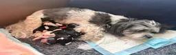 Kruising honden te koop: Schatjes van Boomerpups te koop - Advertentie 6