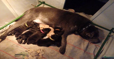 Shar Pei honden - Advertentie 13