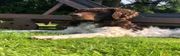 Kruising honden te koop: UNIEKE Wetterhoun X Australian Shepherd pups - Advertentie 9